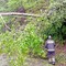 Maltempo, vento intenso sulla Serra: piante finiscono su un’abitazione (foto di repertorio)