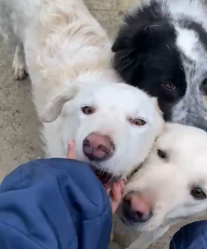 Oggi vi presentiamo Mielino, Bamby, Duna e Remigio, volete conoscerli? Oggi vi presentiamo Mielino, Bamby, Duna e Remigio, volete conoscerli?