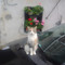 Non si trova più Sophie, chi l’ha vista?