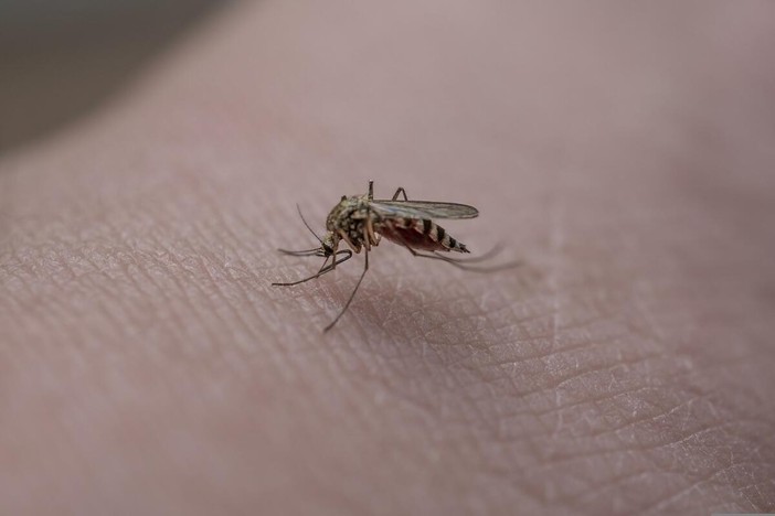 Cavaglià, parte il trattamento di disinfestazione contro le larve di zanzara: ecco quando (foto di repertorio) Cavaglià, parte il trattamento di disinfestazione contro le larve di zanzara: ecco quando (foto di repertorio)
