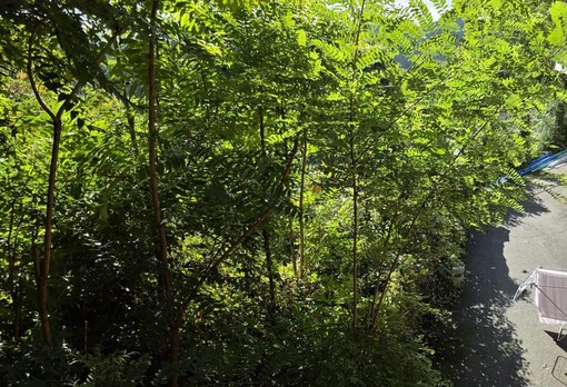 Mezzana, la minoranza: &quot;Il verde dimenticato e l’area sotto la Casa di Riposo, di chi è la responsabilità?&quot;