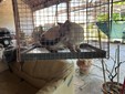 Gatti lasciati soli in una casa disabitata salvati dalla Polizia Locale di Salussola