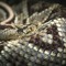 Una vipera nello zaino lo morde al collo: 50enne salvato all’ospedale di Rivoli Una vipera nello zaino lo morde al collo: 50enne salvato all’ospedale di Rivoli