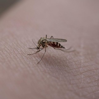 Cavaglià, parte il trattamento di disinfestazione contro le larve di zanzara: ecco quando (foto di repertorio) Cavaglià, parte il trattamento di disinfestazione contro le larve di zanzara: ecco quando (foto di repertorio)
