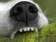 Aggredito da un cane a Netro, uomo ferito al braccio (foto di repertorio) Aggredito da un cane a Netro, uomo ferito al braccio (foto di repertorio)