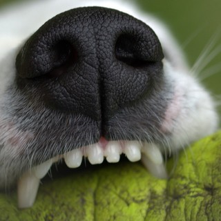 Aggredito da un cane a Netro, uomo ferito al braccio (foto di repertorio) Aggredito da un cane a Netro, uomo ferito al braccio (foto di repertorio)