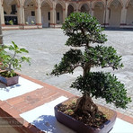 Cavaglià, mostra di bonsai a Villa Salino (foto di repertorio) Cavaglià, mostra di bonsai a Villa Salino (foto di repertorio)