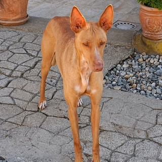 L'elegante Marta cerca casa, l'aiutiamo a trovarne una?