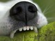 Mongrando, aggredito da un cane mentre passeggia: brutta disavventura per un 58enne (foto di repertorio) Mongrando, aggredito da un cane mentre passeggia: brutta disavventura per un 58enne (foto di repertorio)