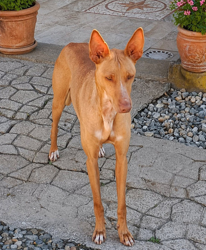 L'elegante Marta cerca casa, l'aiutiamo a trovarne una?