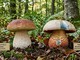 Funghi, attenzione alle specie tossiche: controlli gratuiti dell’ASL Bi