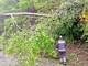 Maltempo, vento intenso sulla Serra: piante finiscono su un’abitazione (foto di repertorio)