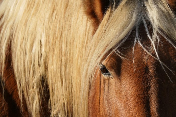 Soccorsi a Salussola per un uomo caduto da cavallo (foto di repertorio)