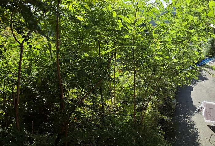 Mezzana, la minoranza: "Il verde dimenticato e l’area sotto la Casa di Riposo, di chi è la responsabilità?" Mezzana, la minoranza: "Il verde dimenticato e l’area sotto la Casa di Riposo, di chi è la responsabilità?"