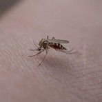 Cavaglià., parte il trattamento di disinfestazione contro le larve di zanzara: ecco quando (foto di repertorio) Cavaglià., parte il trattamento di disinfestazione contro le larve di zanzara: ecco quando (foto di repertorio)