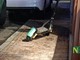 cerrione incidente cerrione incidente
