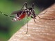 lotta zanzare