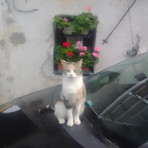 Non si trova più Sophie, chi l’ha vista? Non si trova più Sophie, chi l’ha vista?