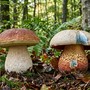 Funghi, attenzione alle specie tossiche: controlli gratuiti dell’ASL Bi Funghi, attenzione alle specie tossiche: controlli gratuiti dell’ASL Bi