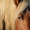 Soccorsi a Salussola per un uomo caduto da cavallo (foto di repertorio)
