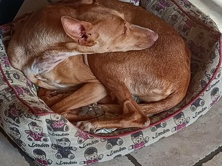 L'elegante Marta cerca casa, l'aiutiamo a trovarne una?