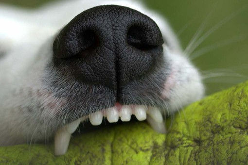 Mongrando, aggredito da un cane mentre passeggia: brutta disavventura per un 58enne (foto di repertorio) Mongrando, aggredito da un cane mentre passeggia: brutta disavventura per un 58enne (foto di repertorio)