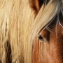 Soccorsi a Salussola per un uomo caduto da cavallo (foto di repertorio) Soccorsi a Salussola per un uomo caduto da cavallo (foto di repertorio)