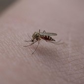 Zanzare, la prevenzione comincia da casa (foto di repertorio)