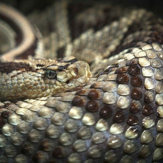 Una vipera nello zaino lo morde al collo: 50enne salvato all’ospedale di Rivoli