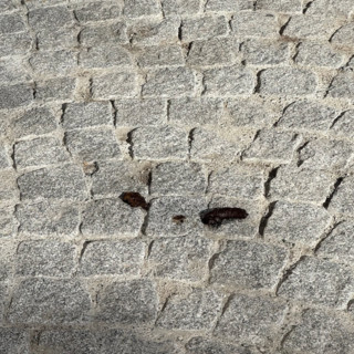 Biella, via Italia di nuovo piena di cicche e deiezioni. Moscarola: “La maleducazione regna sovrana” (foto dalla pagina Facebook di Giacomo Moscarola)