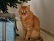 valdengo gatto