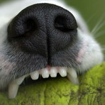 Mongrando, aggredito da un cane mentre passeggia: brutta disavventura per un 58enne (foto di repertorio) Mongrando, aggredito da un cane mentre passeggia: brutta disavventura per un 58enne (foto di repertorio)