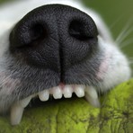 Aggredito da un cane a Netro, uomo ferito al braccio (foto di repertorio) Aggredito da un cane a Netro, uomo ferito al braccio (foto di repertorio)