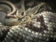 Una vipera nello zaino lo morde al collo: 50enne salvato all’ospedale di Rivoli Una vipera nello zaino lo morde al collo: 50enne salvato all’ospedale di Rivoli