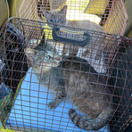 Gatti lasciati soli in una casa disabitata salvati dalla Polizia Locale di Salussola