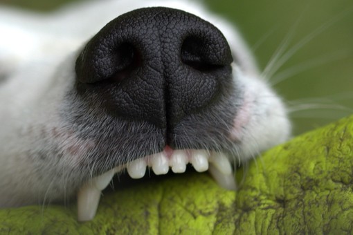 Aggredito da un cane a Netro, uomo ferito al braccio (foto di repertorio) Aggredito da un cane a Netro, uomo ferito al braccio (foto di repertorio)