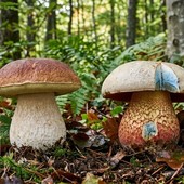 Funghi, attenzione alle specie tossiche: controlli gratuiti dell’ASL Bi