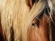 Soccorsi a Salussola per un uomo caduto da cavallo (foto di repertorio) Soccorsi a Salussola per un uomo caduto da cavallo (foto di repertorio)