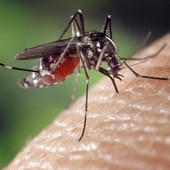 Caso di West Nile a Biella, disinfestazione a Pavignano Caso di West Nile a Biella, disinfestazione a Pavignano