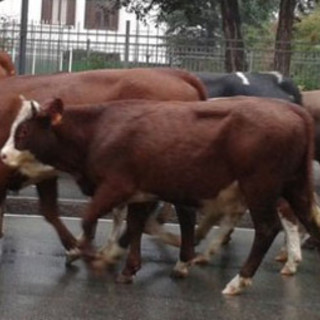 mucche strada
