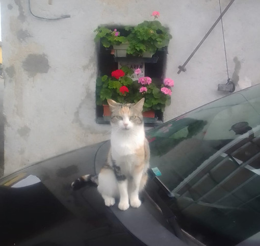Non si trova più Sophie, chi l’ha vista? Non si trova più Sophie, chi l’ha vista?