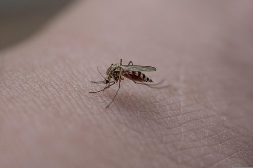 Cavaglià, parte il trattamento di disinfestazione contro le larve di zanzara: ecco quando (foto di repertorio) Cavaglià, parte il trattamento di disinfestazione contro le larve di zanzara: ecco quando (foto di repertorio)