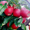 Questa settimana per la serie “Le Ricette del Il Meleto Cascina Imperolo”, per voi uno prelibato risotto di mele e zafferano