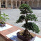 Cavaglià, mostra di bonsai a Villa Salino (foto di repertorio) Cavaglià, mostra di bonsai a Villa Salino (foto di repertorio)