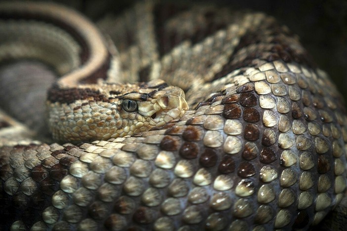 Una vipera nello zaino lo morde al collo: 50enne salvato all’ospedale di Rivoli Una vipera nello zaino lo morde al collo: 50enne salvato all’ospedale di Rivoli
