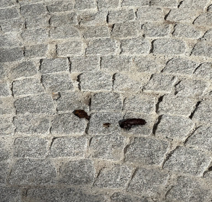 Biella, via Italia di nuovo piena di cicche e deiezioni. Moscarola: “La maleducazione regna sovrana” (foto dalla pagina Facebook di Giacomo Moscarola) Biella, via Italia di nuovo piena di cicche e deiezioni. Moscarola: “La maleducazione regna sovrana” (foto dalla pagina Facebook di Giacomo Moscarola)