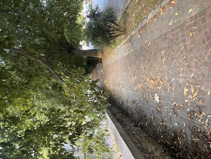 "Viale Matteotti, i rami ad altezza uomo..." "Viale Matteotti, i rami ad altezza uomo..."