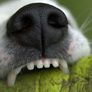 Mongrando, aggredito da un cane mentre passeggia: brutta disavventura per un 58enne (foto di repertorio)