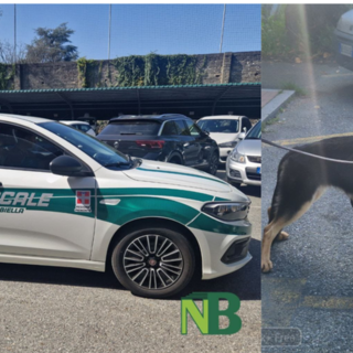 Polizia Locale, a Biella controlli nei parchi: 25 persone identificate, in campo anche l'unità cinofila (foto di repertorio)