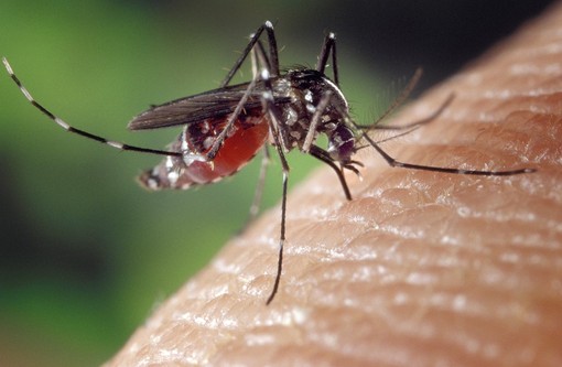 lotta zanzare
